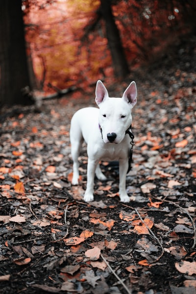 棕色叶子上的白色短毛小狗